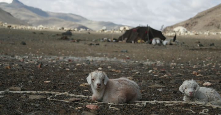 Trek from Chang-Thang to Spiti over Parang La